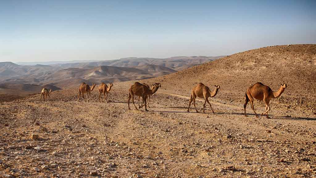 צילום: Pixabay