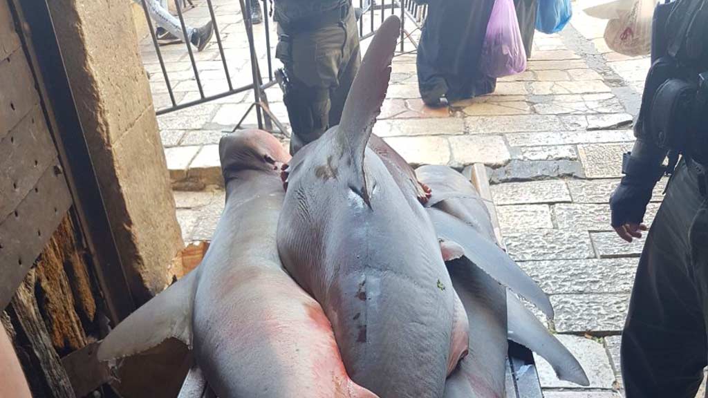 צילום: דוברות המשטרה (ירושלים)