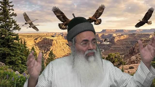 13 העיקרים - חלק ג'